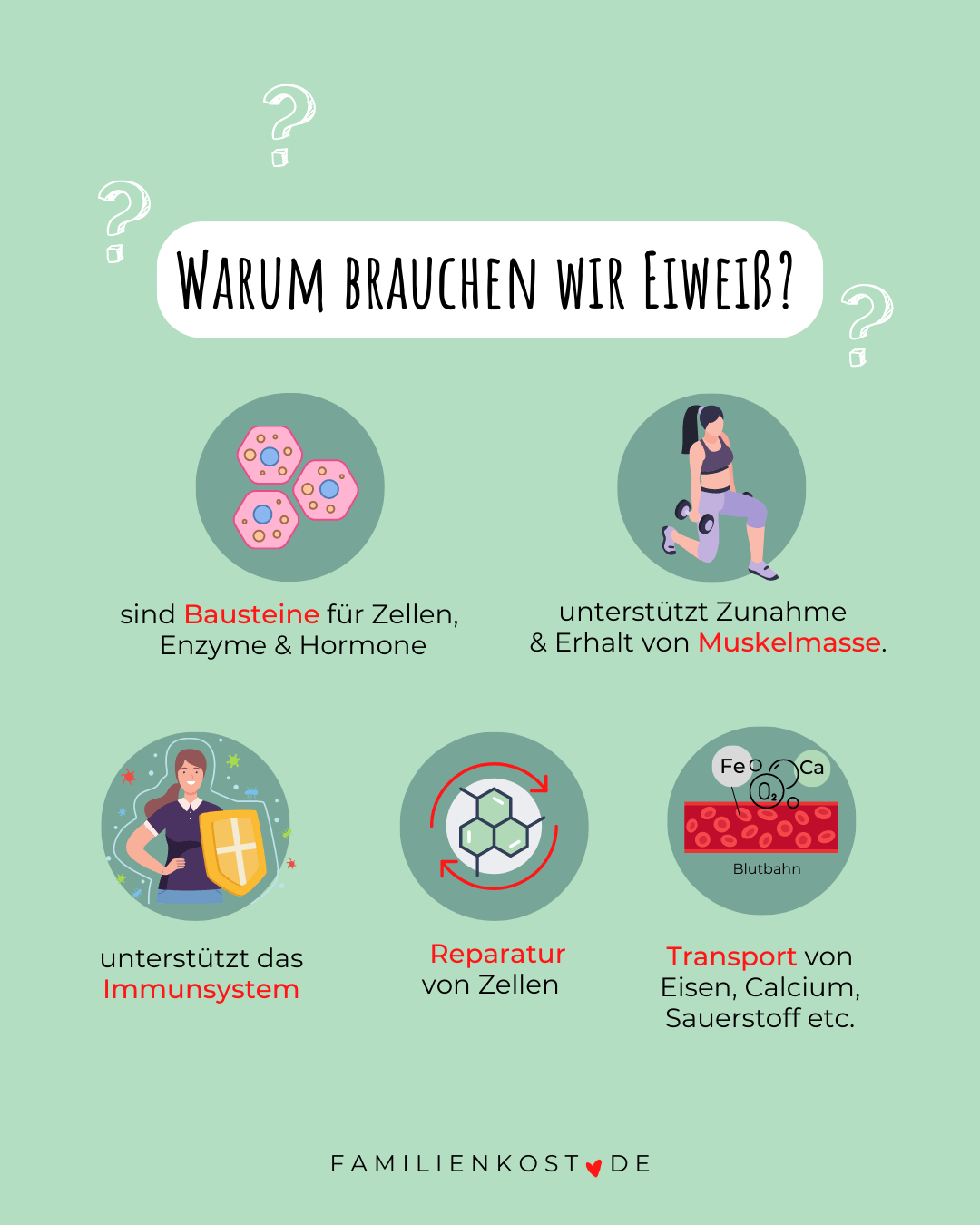 Die wichtigsten Aufgaben von Proteinen im Körper Die wichtigsten Aufgaben von Proteinen im Körper