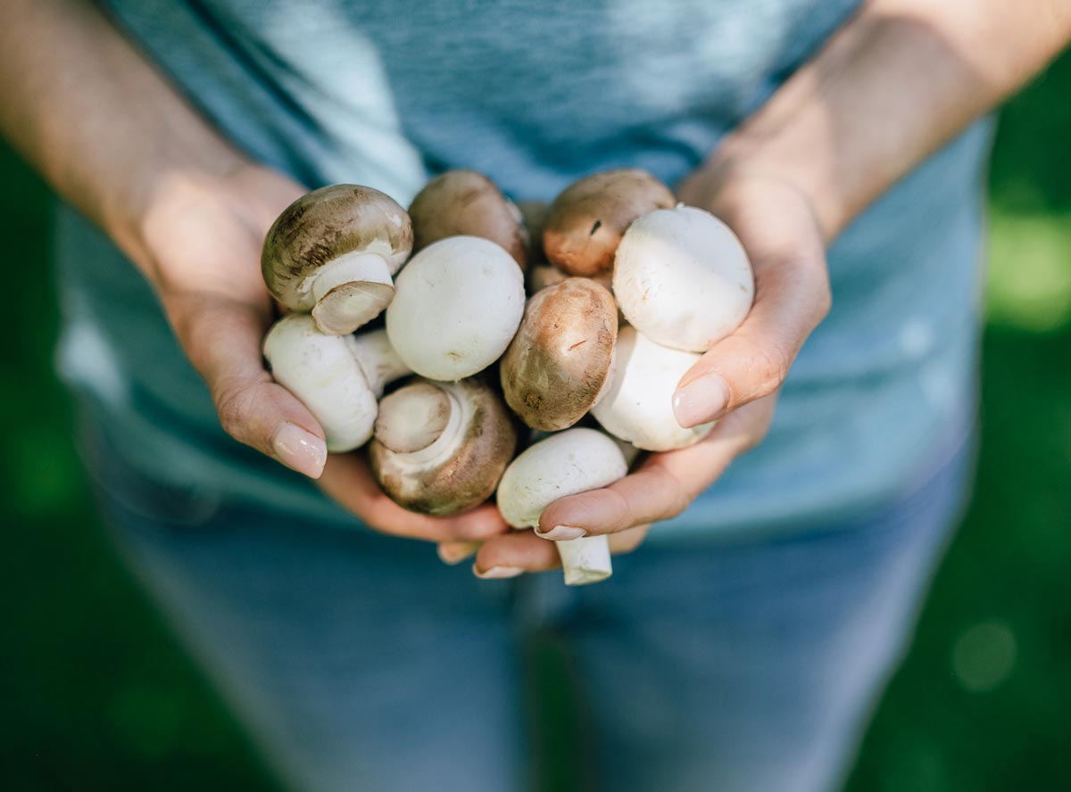Champignons: So lecker und gesund sind die kleinen Köpfe