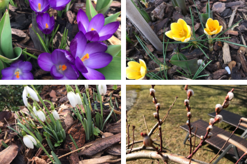 Fr&uuml;hling Knospen und Bl&uuml;ten