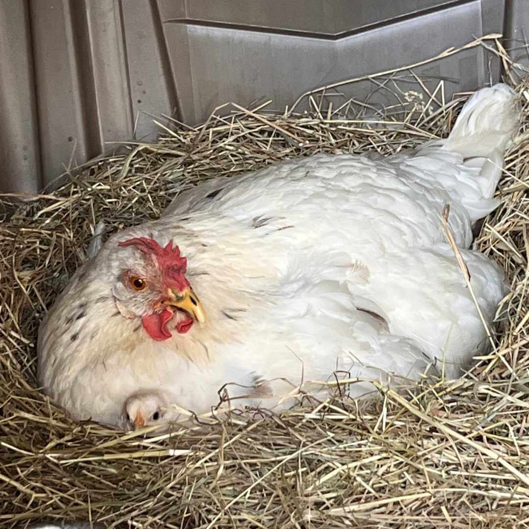 Glucke mit K&uuml;ken
