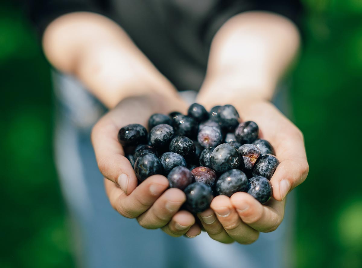 Heidelbeeren Heidelbeeren