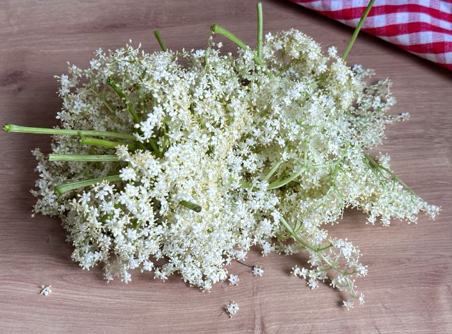 Holunderbl&uuml;ten ernten