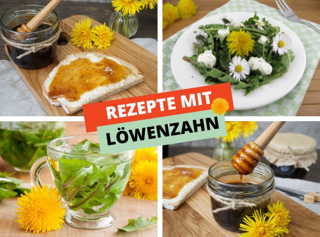 L&ouml;wenzahn Rezepte