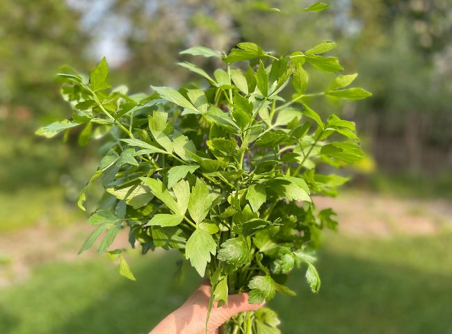 Maggikraut Liebst&ouml;ckel Gew&uuml;rz