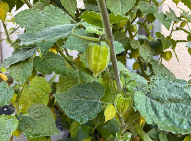 Physalis Frucht