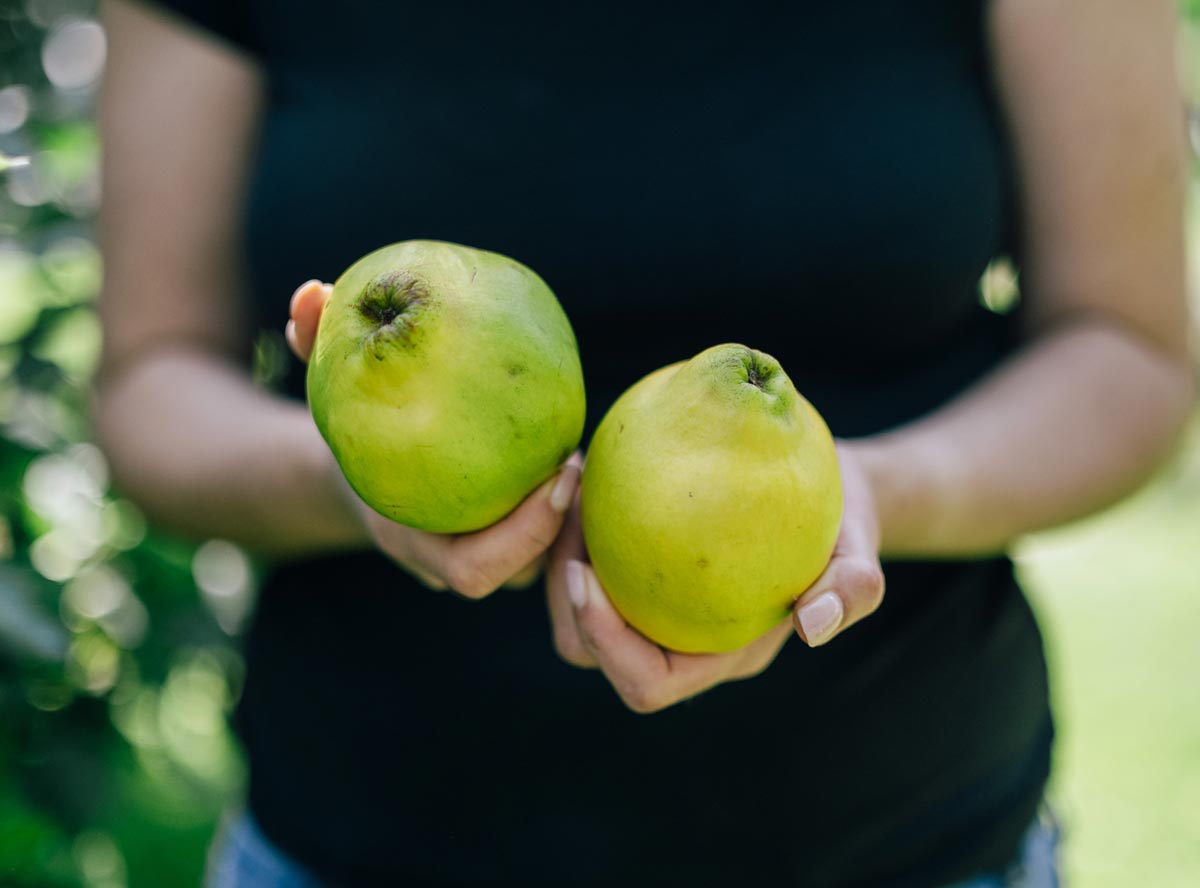Quitten - so fruchtig und nährstoffreich