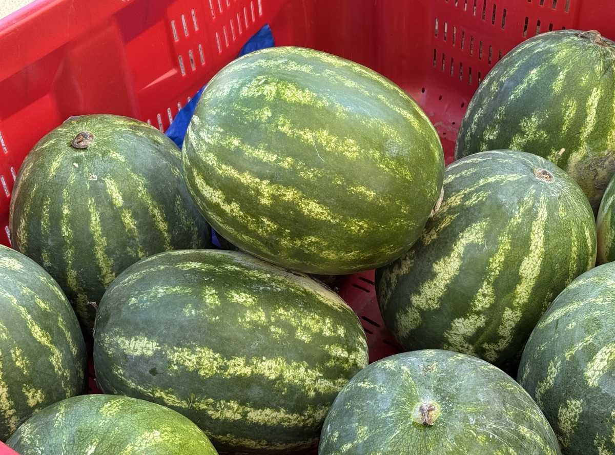Reife Melone erkennen