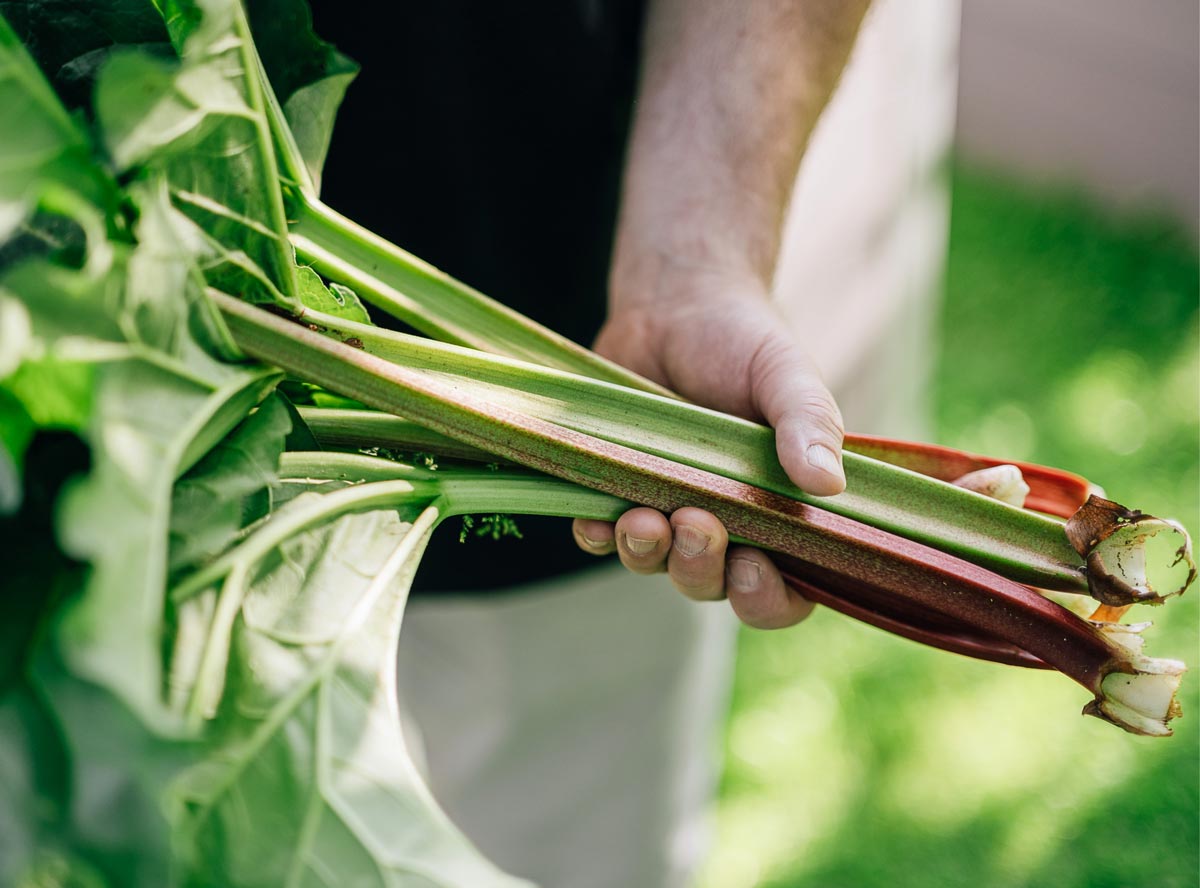Rhabarber: So lecker und gesund ist das Stangengem&uuml;se