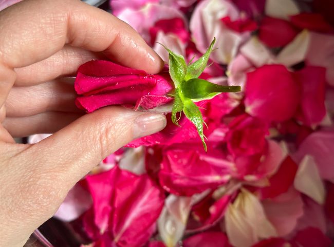 Rosen für Rosengelee Rosen für Rosengelee