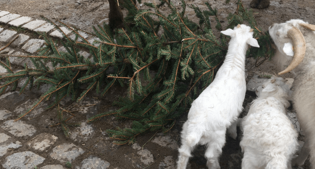 Tierkinder im Fr&uuml;hling mit Weihnachtsbaum