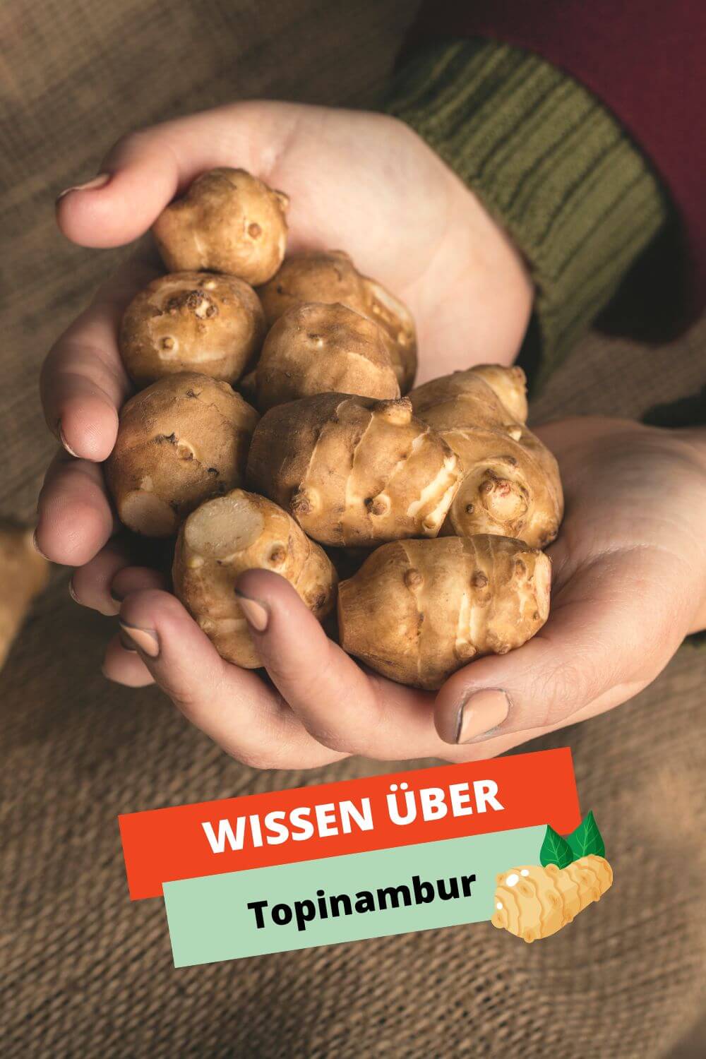 Wissen &uuml;ber Topinambur
