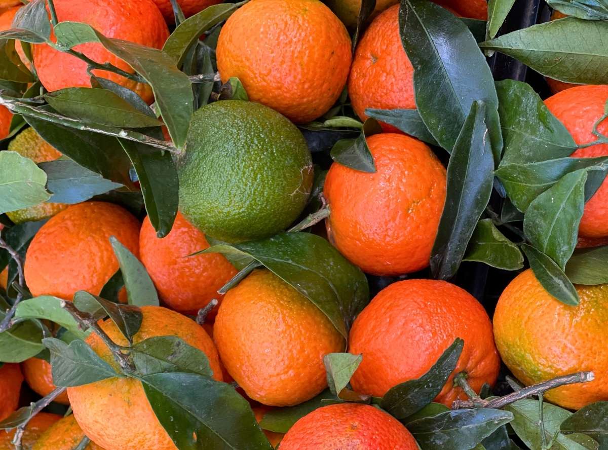 Zitrusfrüchte - Vitamin C-Bomben mit Urlaubsfaktor