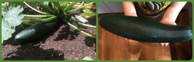 Zucchini - eigene Ernte Zucchini - eigene Ernte