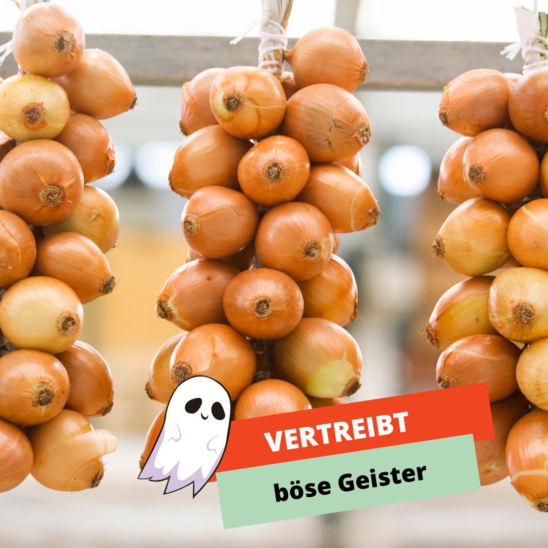 Zwiebel vertreibt b&ouml;se Geister